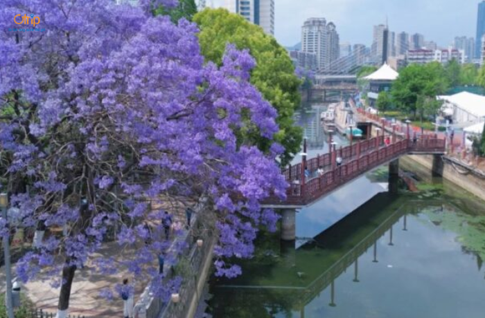 Khuôn viên Đại học Côn Minh mỗi mùa hoa phượng tím nở lại trở thành điểm đến yêu thích của sinh viên và khách du lịch.