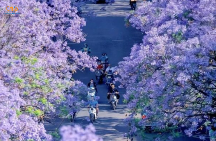 Mùa phượng tím Côn Minh