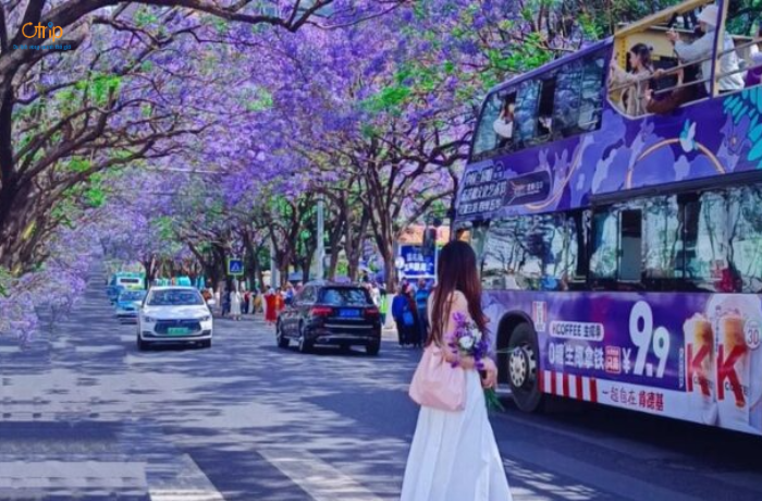 Khu vực Ngũ Hoa là một trong những địa điểm ngắm hoa phượng tím đẹp nhất