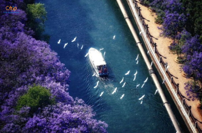 Tuy không nổi tiếng như Lộ Giác Tuyền, nhưng công viên Song Long lại có không gian rộng, trong lành và nhiều góc ngắm hoa tĩnh lặng.