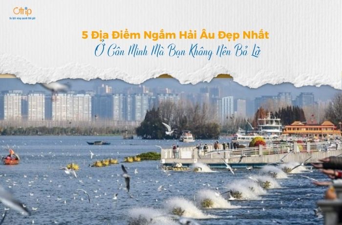 5 Địa Điểm Ngắm Hải Âu Đẹp Nhất Ở Côn Minh Mà Bạn Không Nên Bỏ Lỡ